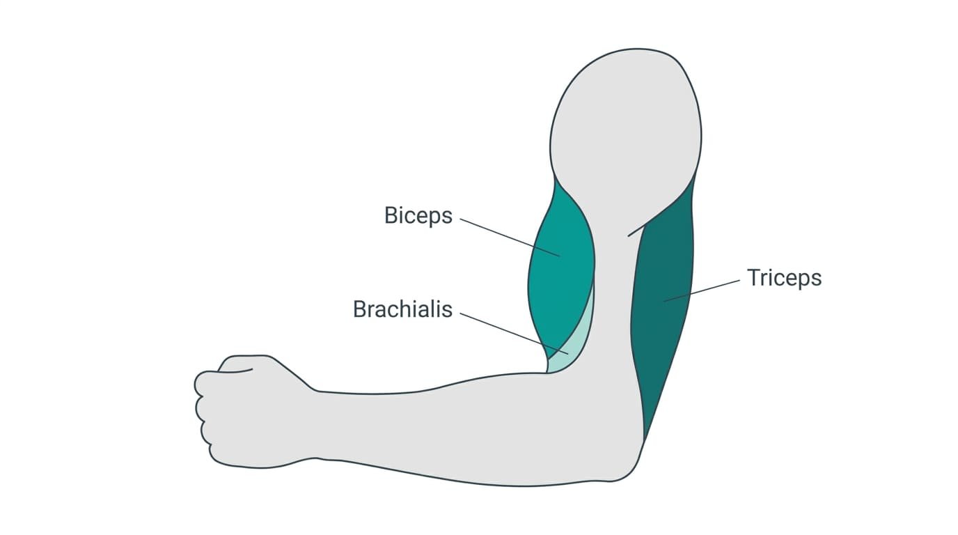 Anatomy diagram of the upper arm showing the biceps on the front, the brachialis beneath it and the triceps on the back